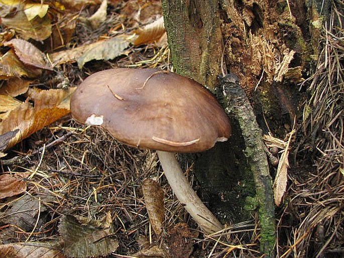 Pluteus cervinus