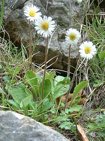 Aster bellidiastrum