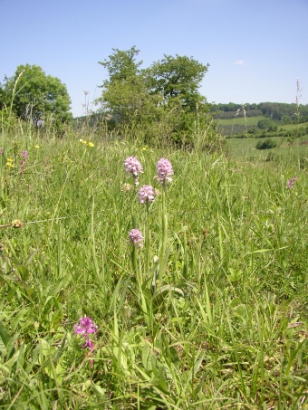 Strabišov-Oulehla