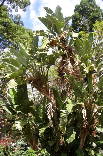 Strelitzia nicolai