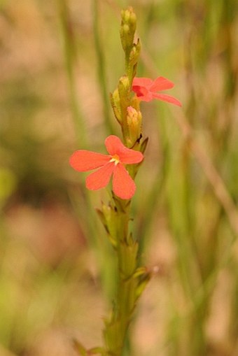 Striga asiatica