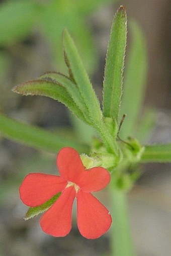 Striga asiatica