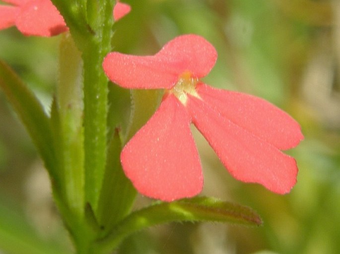 Striga asiatica