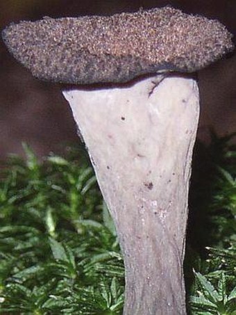 Craterellus cornucopioides