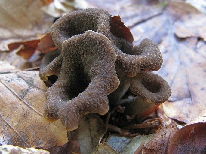 Craterellus cornucopioides