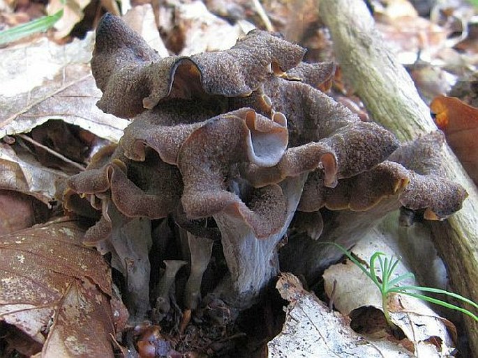 Craterellus cornucopioides