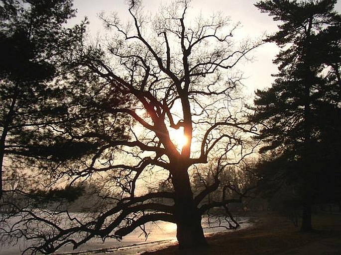 Škola botanické latiny 3.: Aby to nebylo tak jednoduché – výjimky u rodových jmen