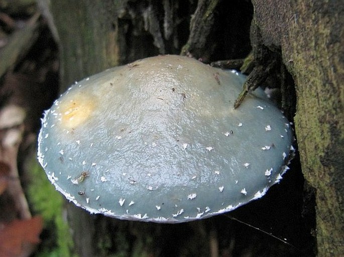 Stropharia aeruginosa