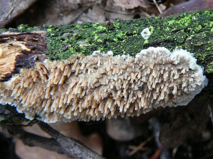 Radulomyces molaris