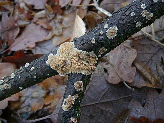 Radulomyces molaris