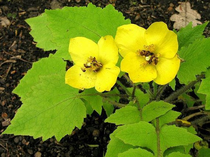 STYLOPHORUM LASIOCARPUM (Oliv.) Fedde - vlaštovičníkovec