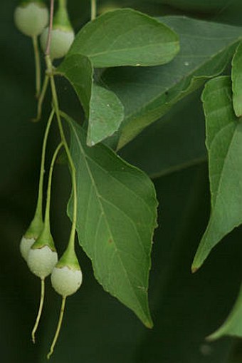 Styrax japonica