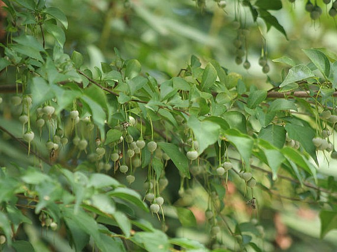 Styrax japonica