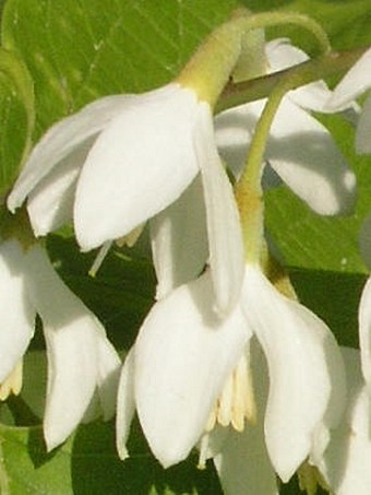 Styrax obassia