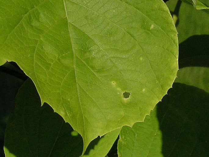 Styrax obassia