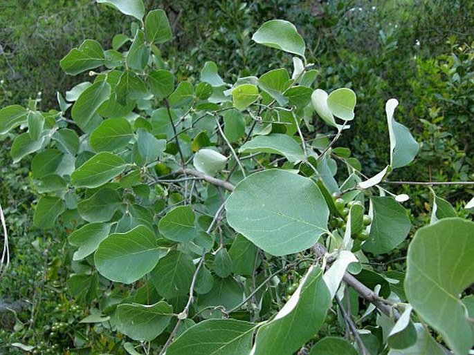 Styrax officinalis