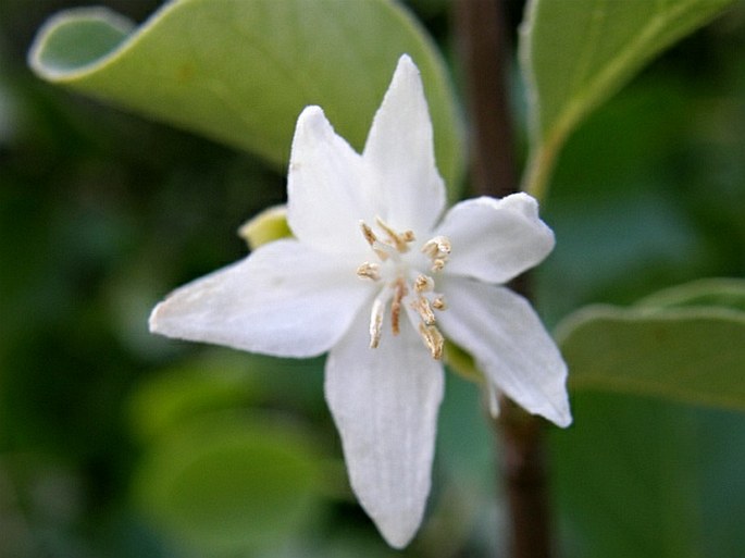 Styrax officinalis