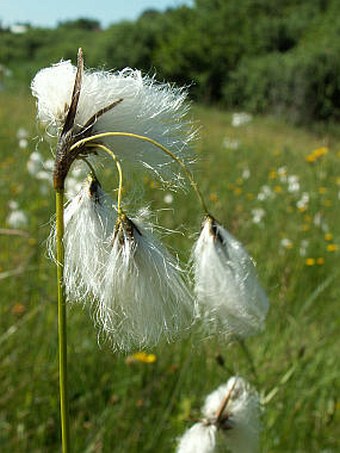 Eriophorum