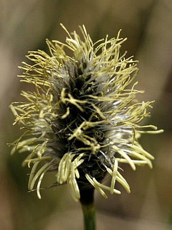 Eriophorum vaginatum