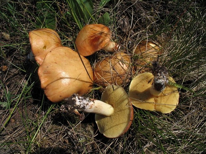 Suillus bovinus