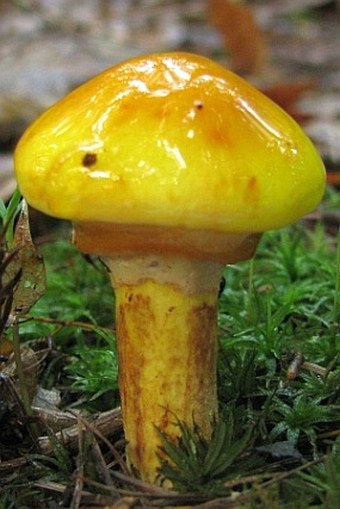 Suillus grevillei