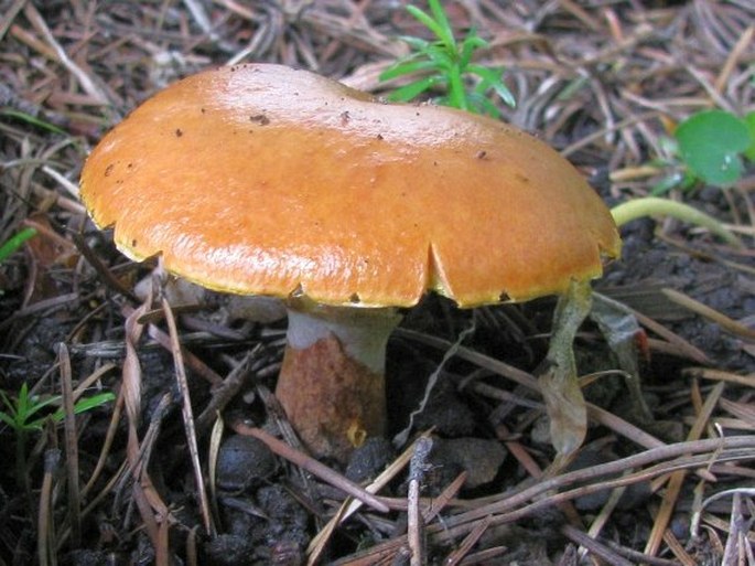 SUILLUS GREVILLEI (Klotzsch) Singer - klouzek sličný / masliak smrekovcový