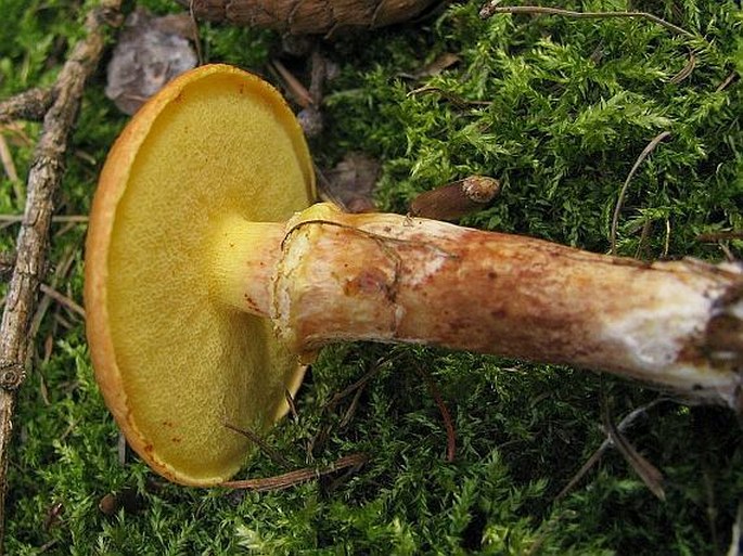 Suillus grevillei