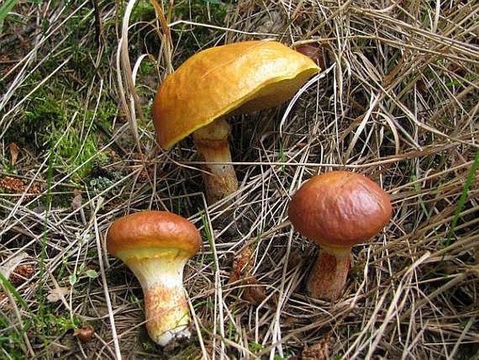 Suillus grevillei