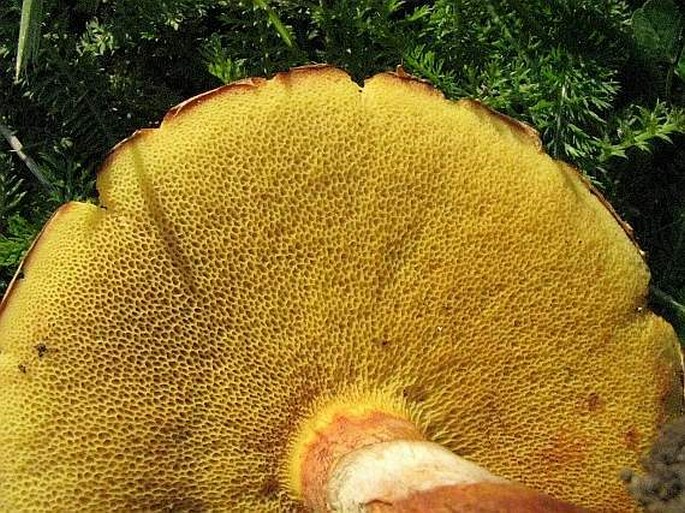 Suillus grevillei