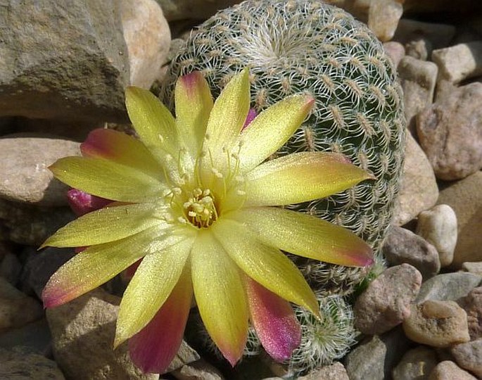 SULCOREBUTIA HELIOSOIDES P. Lechner et Draxler