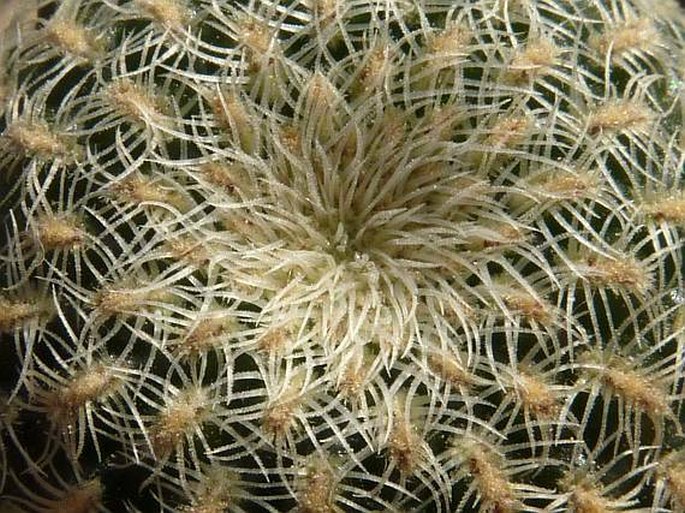 Sulcorebutia heliosoides