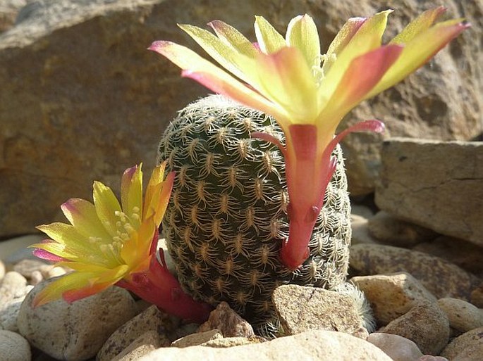 Sulcorebutia heliosoides