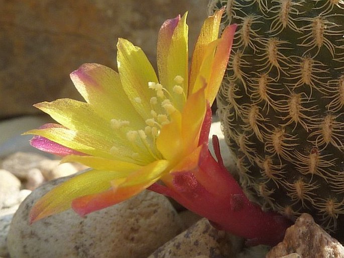 Sulcorebutia heliosoides