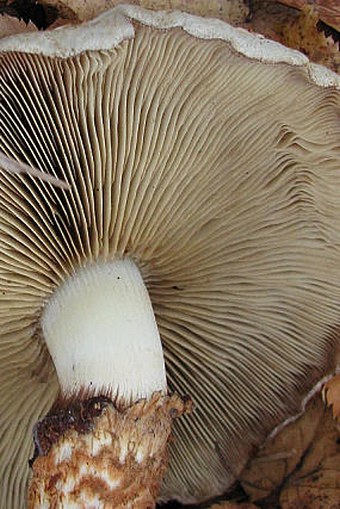 Pholiota squarrosa