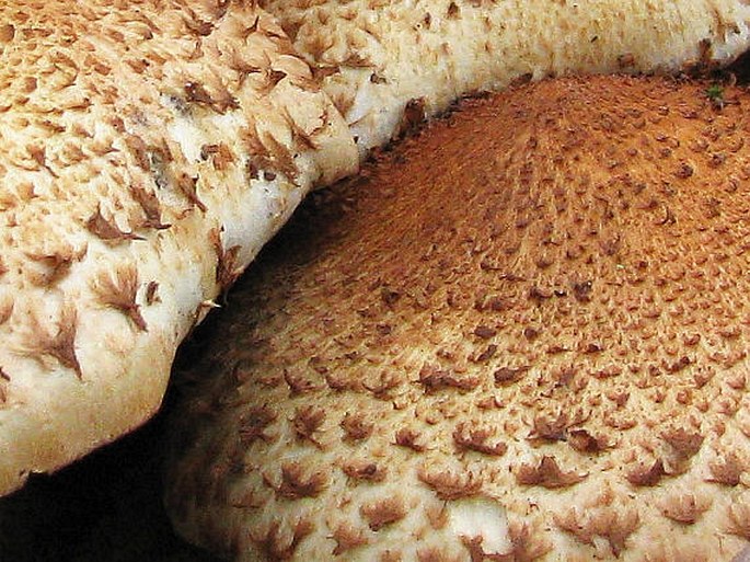 Pholiota squarrosa