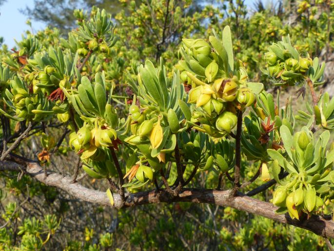 Suriana maritima