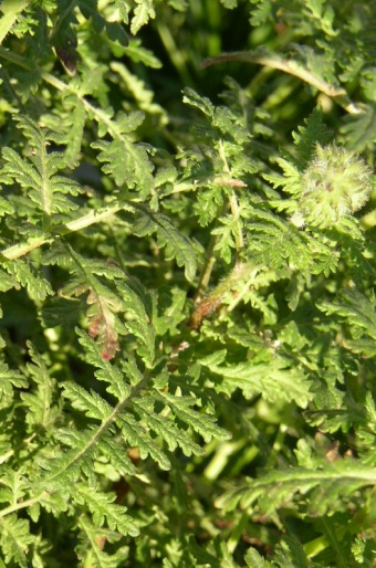Phacelia tanacetifolia