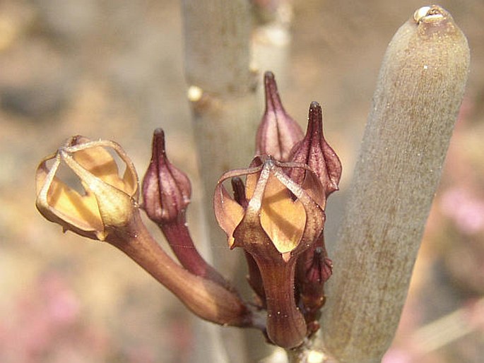 CEROPEGIA FUSCA Bolle - svícník