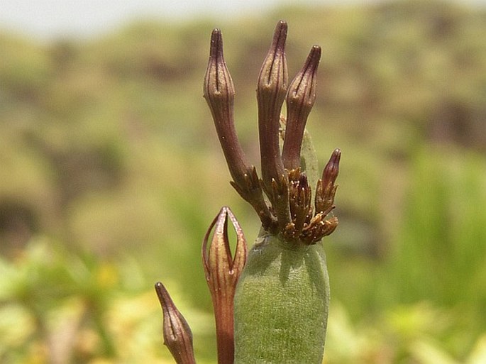 Ceropegia fusca