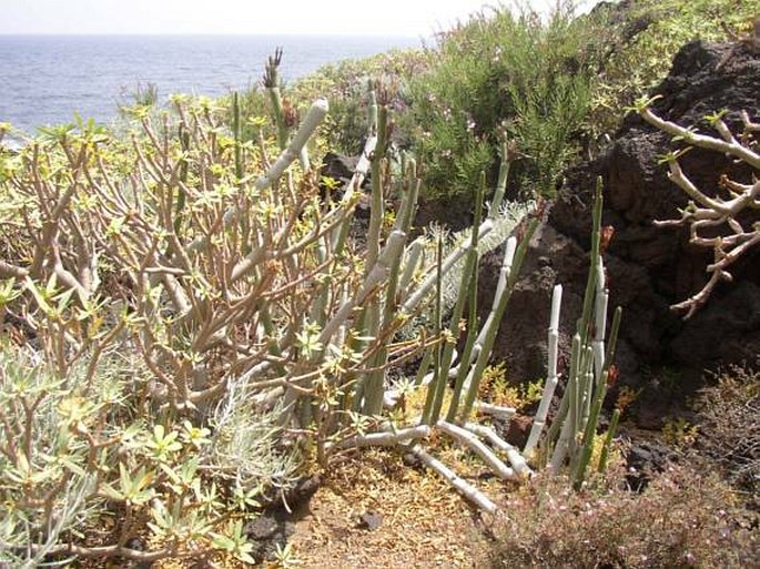 Ceropegia fusca