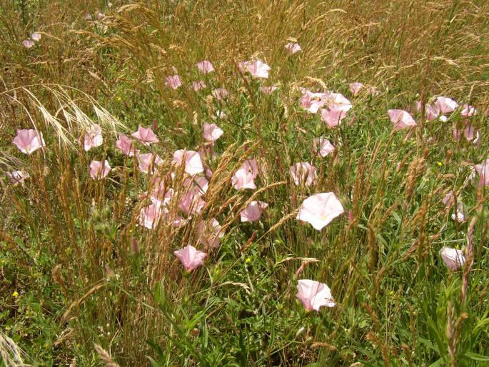 Convolvulus cantabrica