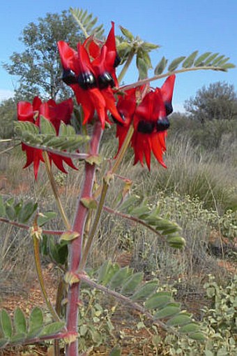 Swainsona formosa