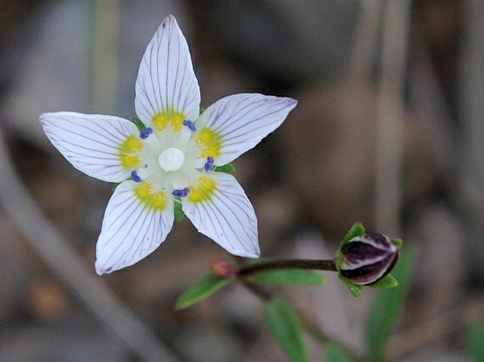 SWERTIA POLYNECTARIA Gilg - kropenáč