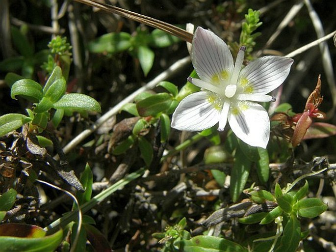 Swertia polynectaria