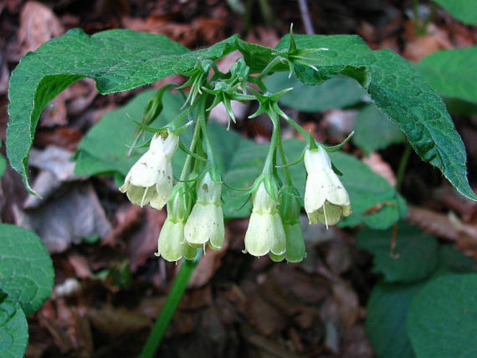 SYMPHYTUM CORDATUM Waldst. et Kit. in Willd. – kostival srdčitý / kostihoj srdcovitolistý