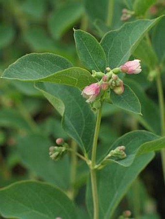 Symphoricarpos albus