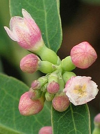 Symphoricarpos albus