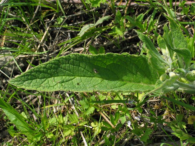 Symphytum bohemicum