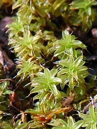 Syntrichia ruralis