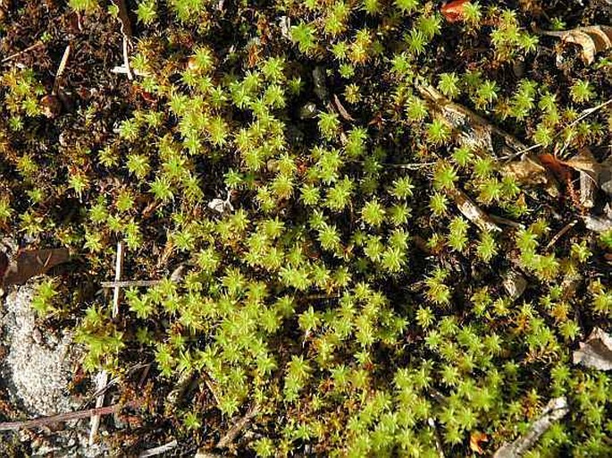 Syntrichia ruralis